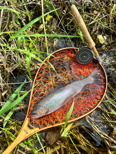 ニジマスの釣果