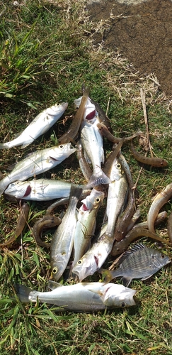 マハゼの釣果