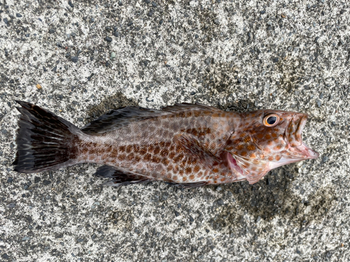 オオモンハタの釣果