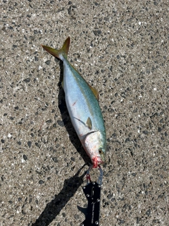 ハマチの釣果