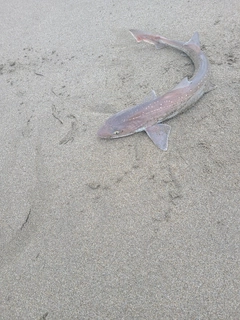 ホシザメの釣果