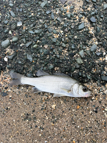 セイゴ（マルスズキ）の釣果