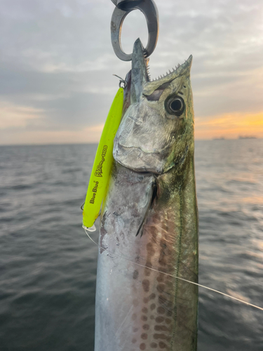 サワラの釣果