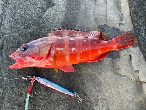 アカハタの釣果