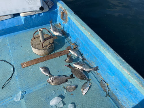 キビレの釣果