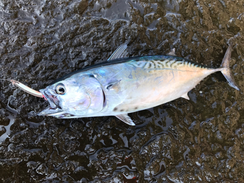 スマカツオの釣果