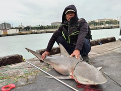 サメの釣果