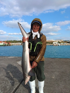 サメの釣果