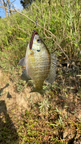 ブルーギルの釣果