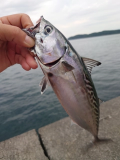 スマガツオの釣果