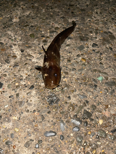 ゴンズイの釣果