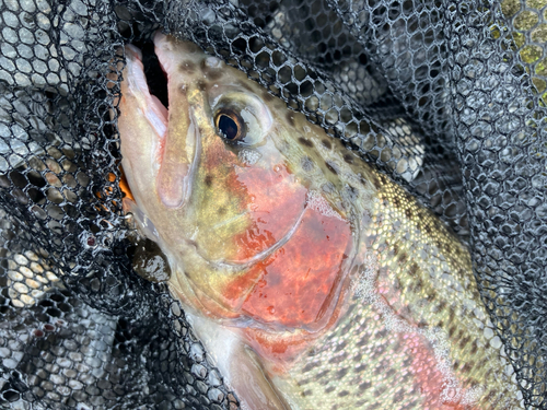 ニジマスの釣果