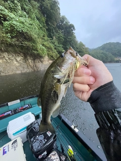 ラージマウスバスの釣果