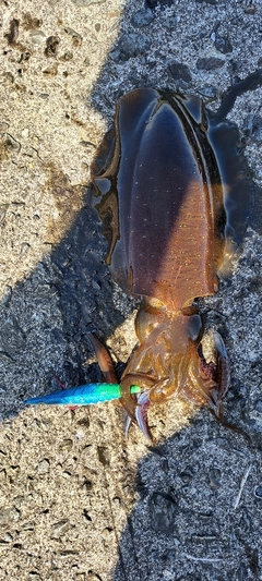 アオリイカの釣果