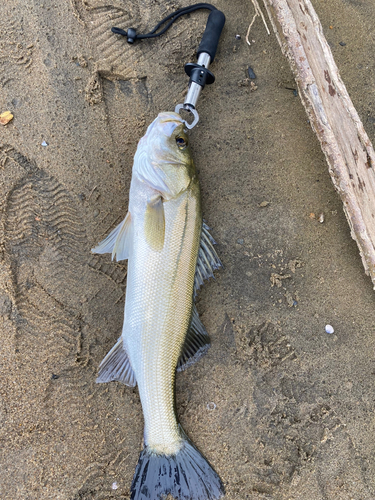 スズキの釣果