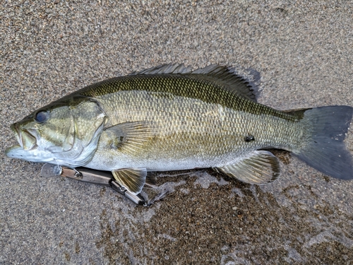 スモールマウスバスの釣果