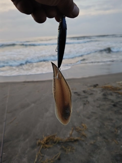 シタビラメの釣果