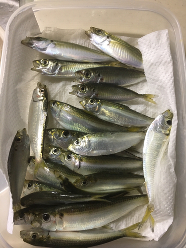 アジの釣果