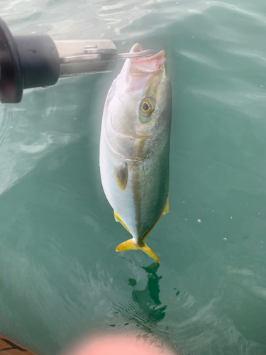 イナダの釣果