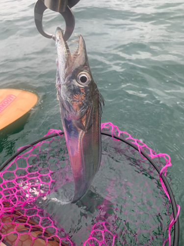 タチウオの釣果