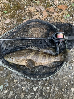 チャイロマルハタの釣果