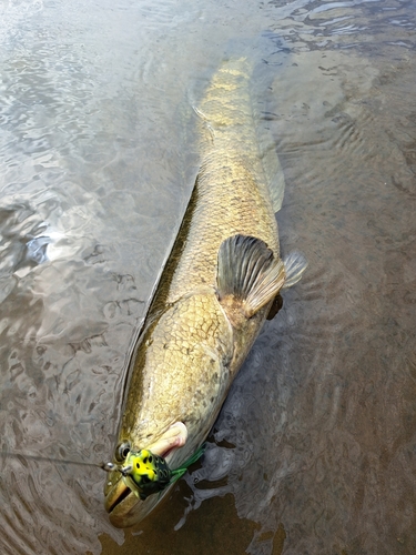 ライギョの釣果