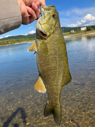 スモールマウスバスの釣果