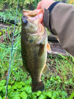 ラージマウスバスの釣果