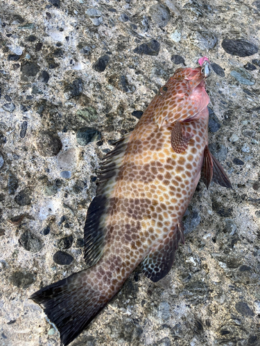 オオモンハタの釣果