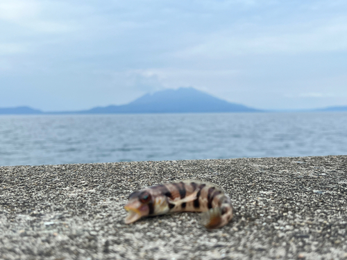 カワハギの釣果