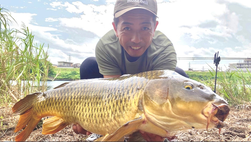 コイの釣果