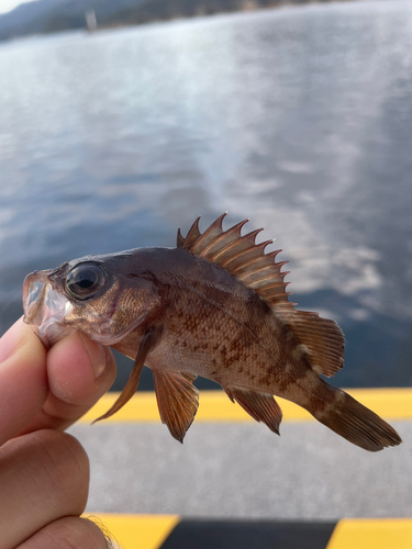 メバルの釣果