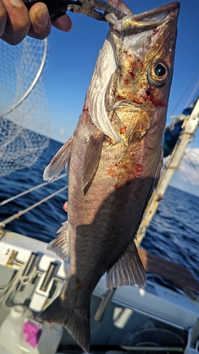 アラの釣果