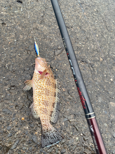 オオモンハタの釣果