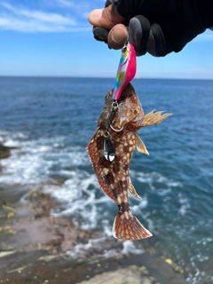 ガシラの釣果