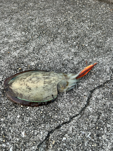 コウイカの釣果