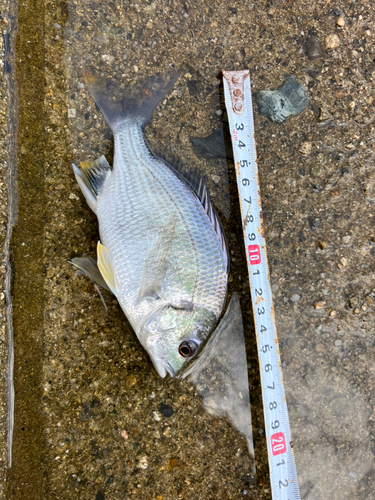 マハゼの釣果