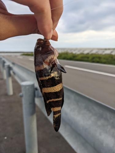 アオハタの釣果