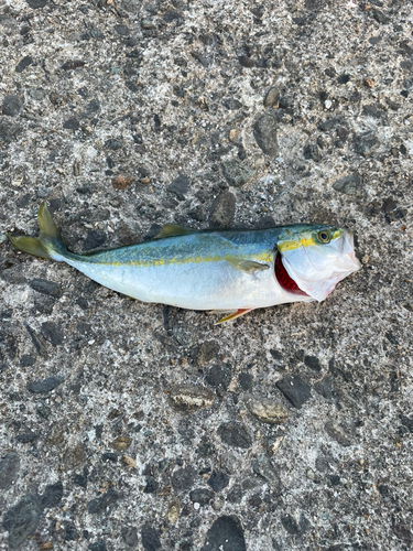 イナダの釣果