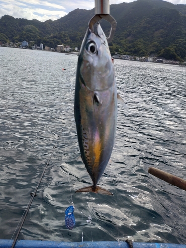 ソウダガツオの釣果