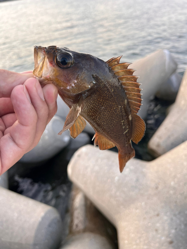 エゾメバルの釣果