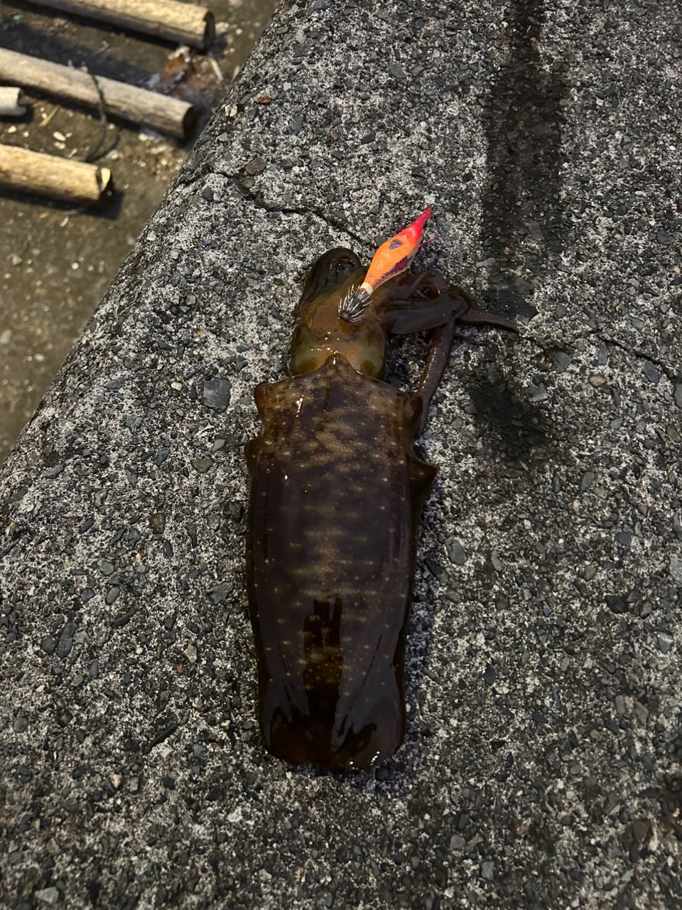 アオリイカ