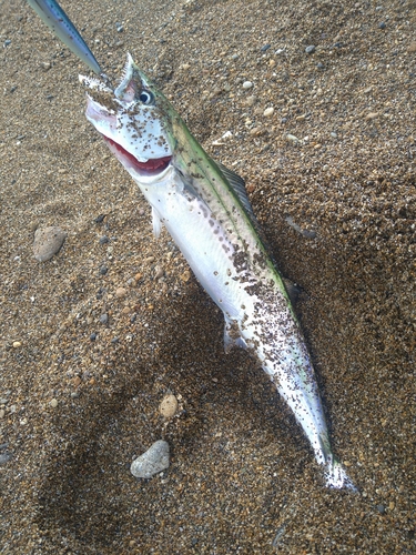 サゴシの釣果