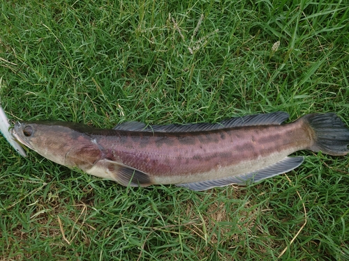 チャドーの釣果