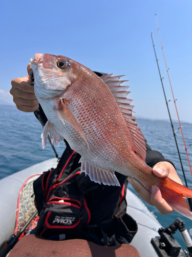 マダイの釣果