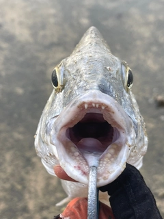 ミナミクロダイの釣果