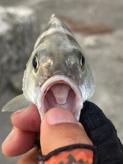 コトヒキの釣果