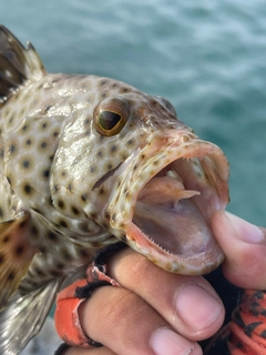 シロブチハタの釣果