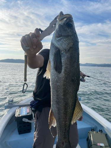 セイゴ（マルスズキ）の釣果