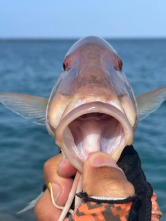 マルクチヒメジの釣果